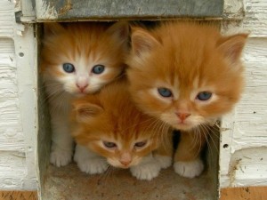 Rote-Katzenbabys-Katzenklappe