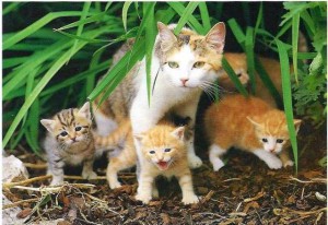 Katzenkinder