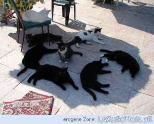 80646_schattenparker