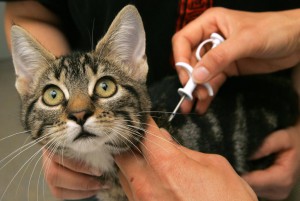 3282505_1_0714wt-chippen_von_Katzen