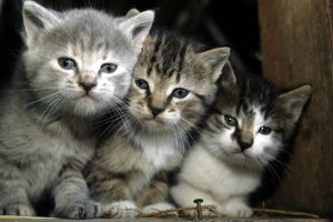 thumb_1214__fancybox_img