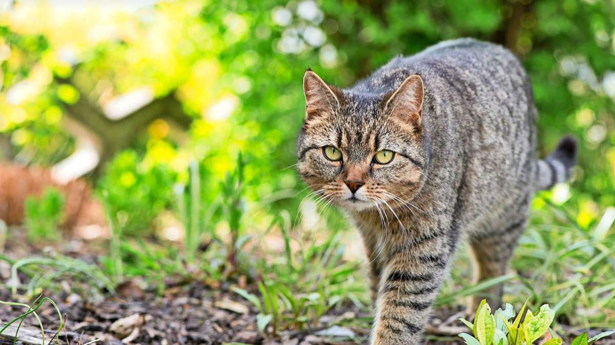 media.media.0751d1fb-be2b-44fc-9e51-4f48f7c43a08.original1024.media media.media.0751d1fb-be2b-44fc-9e51-4f48f7c43a08.original1024.media